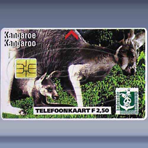 Bedreigde Dierenwereld Kangoroe