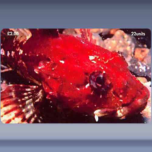 Scorpion Fish