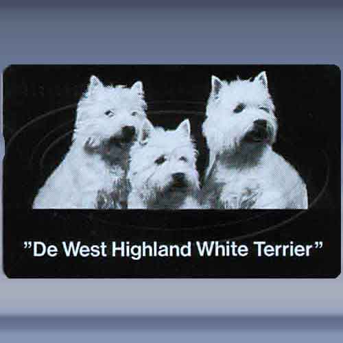 De West Highland "White Terriër"