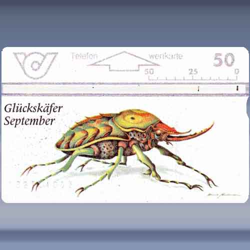 Glückskäfer-September