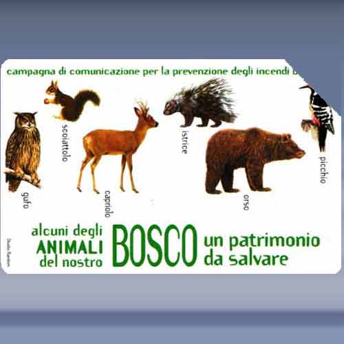 Bosco - Animal