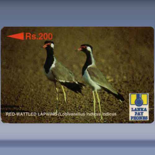 Red Wattled Lapwing