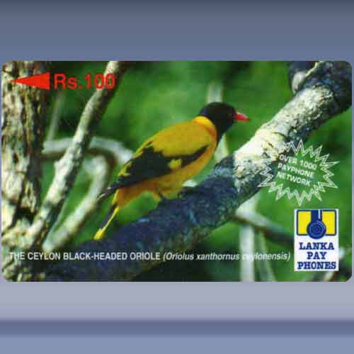 Black-Headed Oriole